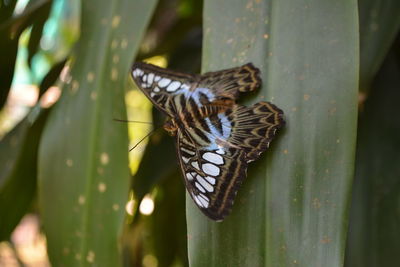 Close-up of butterfly on leaf