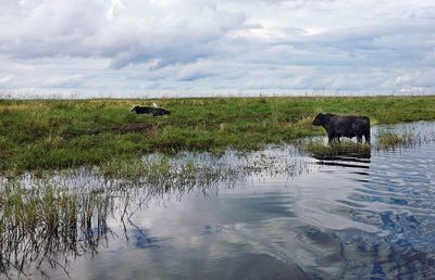 Cow grazing on field against cloudy sky