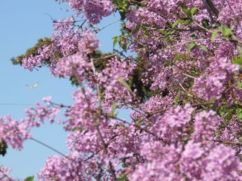 Low angle view of cherry blossoms in spring