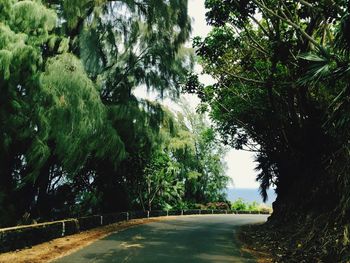 Road passing through forest