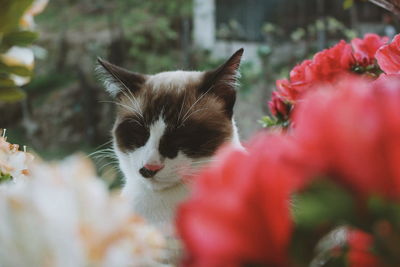 Close-up of cat on plant