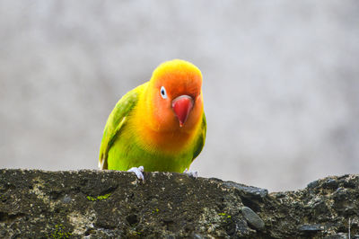 Close-up of bird