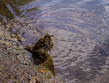 High angle view of wet bird by lake