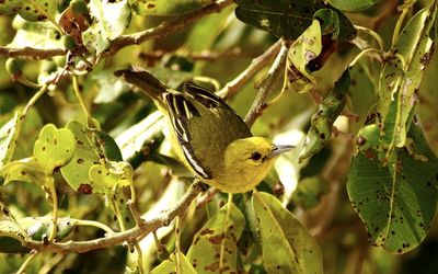 Close-up of bird perching on tree