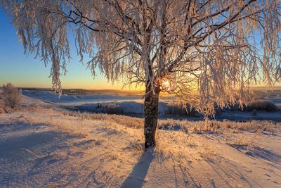 Bare trees on snow covered land during sunset