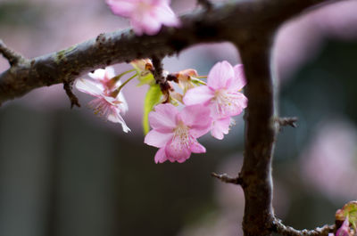 Close-up of pink cherry blossom on tree