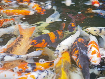 Colorful carp or koi fish for decoration are swimming in the pond