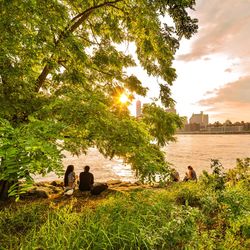 Trees sitting on grass by water against sky