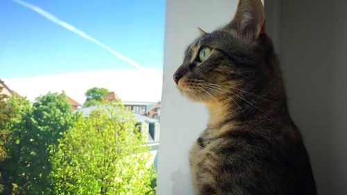 Close-up of a cat looking away