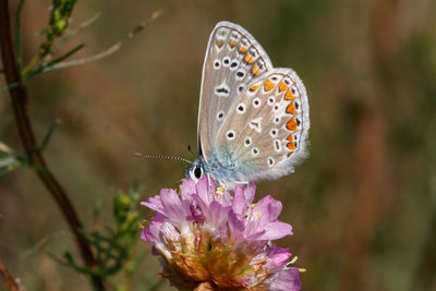 Close-up of butterfly pollinating on flower