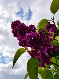 Close-up of pink flowering plant against sky