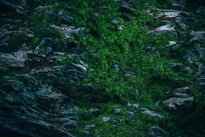 Moss growing on rock in forest