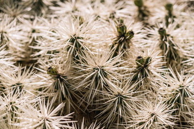 Full frame shot of white flowering plants