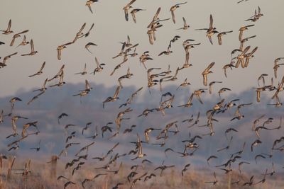 Flock of birds in water