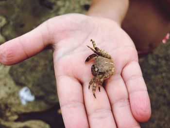 Baby crab in childs hand