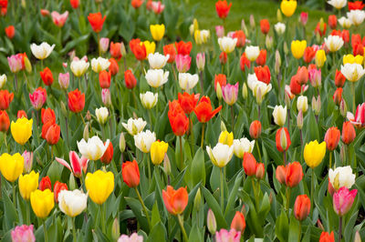 Multi colored flowers blooming in field