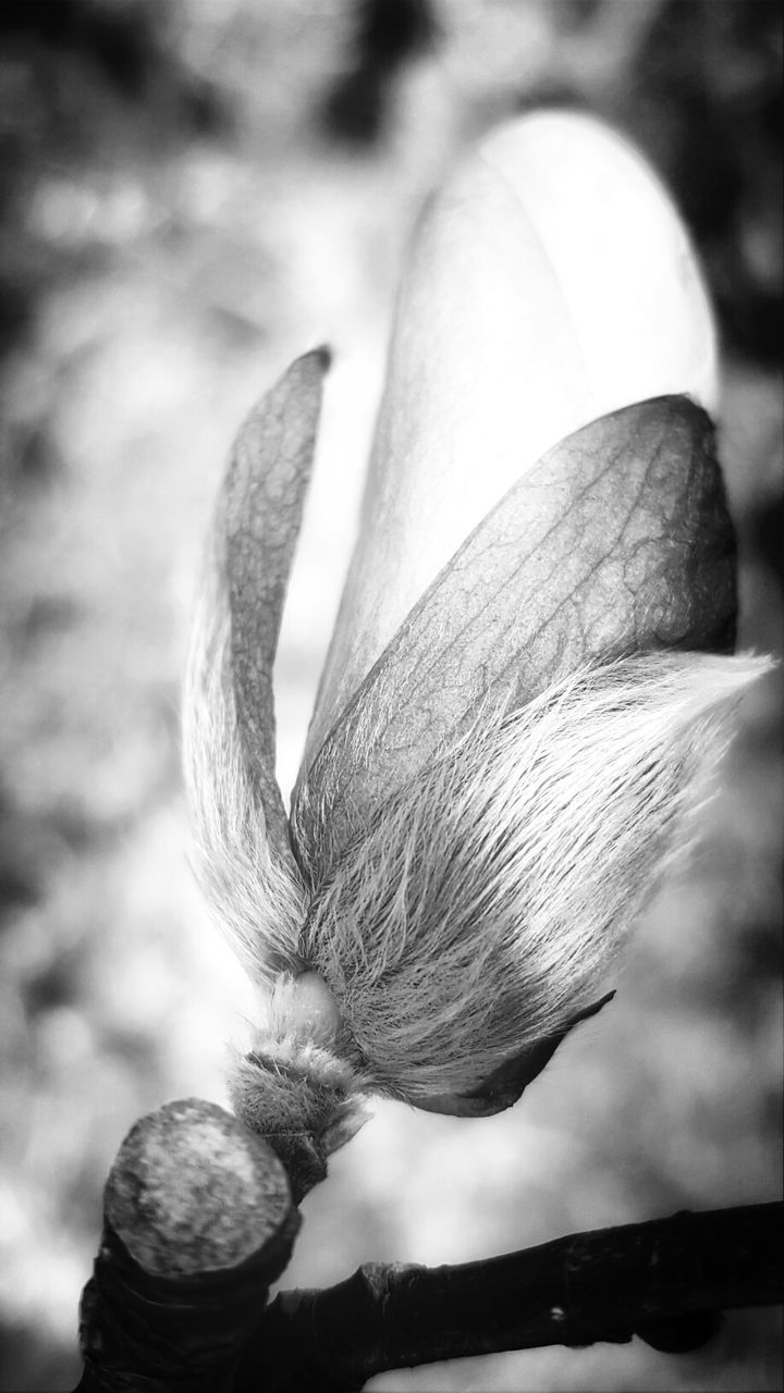 close-up, focus on foreground, growth, nature, flower, fragility, freshness, outdoors, beauty in nature, plant, no people, day, natural pattern, petal, selective focus, leaf, detail, pattern, sunlight, cactus