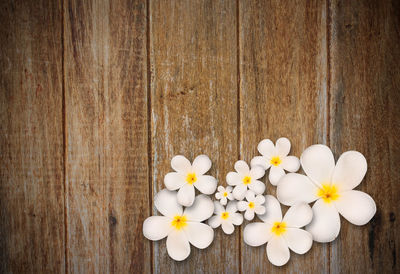 Directly above shot of white flowering on table