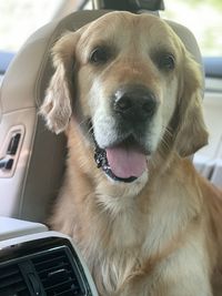 Close-up portrait of dog