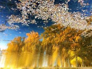 Low angle view of trees