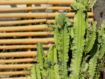 Close-up of plant growing outdoors