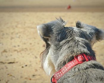 Close-up of dog