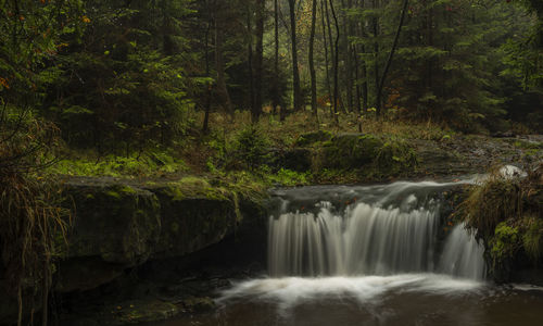 Scenic view of waterfall in forest