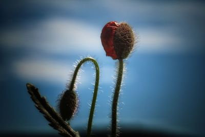 Close-up of cactus flower