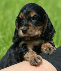 Portrait of black puppy sitting outdoors