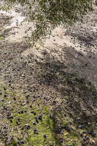 High angle view of snake on field