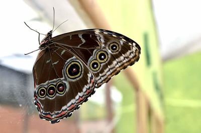 Close-up of butterfly on leaf