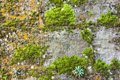 High angle view of trees growing on land