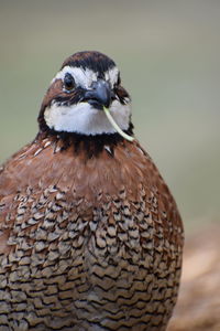 Close-up portrait of bobwhite quail