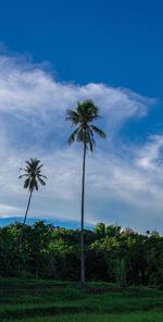 Low angle view of palm trees against sky