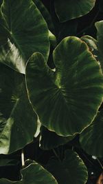 Full frame shot of leaves