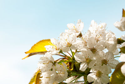 Low angle view of white flowering plant against sky