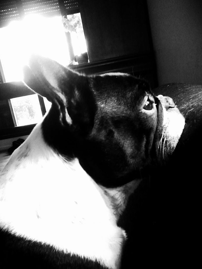 My French Bulldog <3