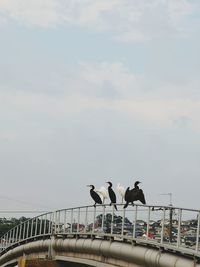 Low angle view of birds on bridge against sky