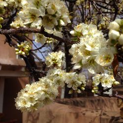 Close-up of white flowers blooming on tree