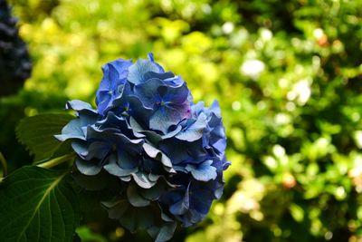 Close-up of purple flowers