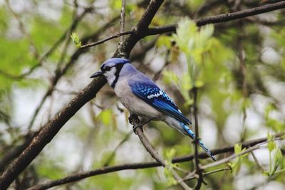 Low angle view of bird perching on branch