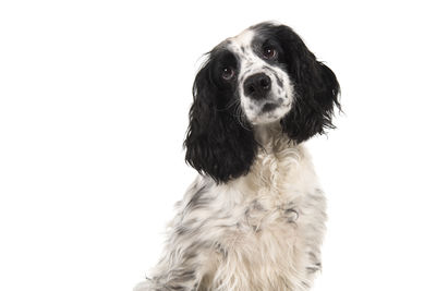 Portrait of dog against white background