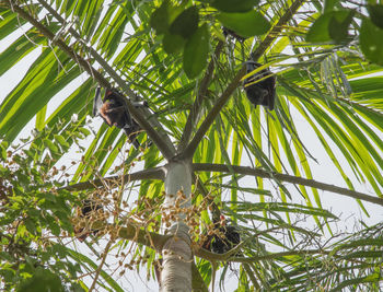 Low angle view of a bird perching on tree