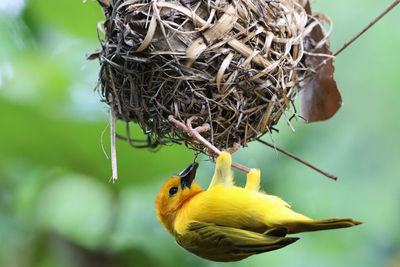 Eastern golden weaver hanging beneath nest
