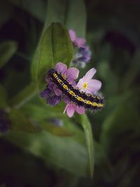 Close-up of insect on purple flower