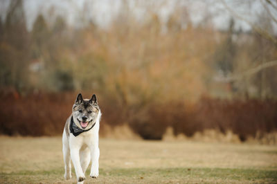 Portrait of japanese akita running on field