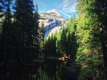 Scenic view of river in forest against sky