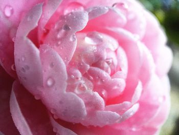 Close-up of pink flower