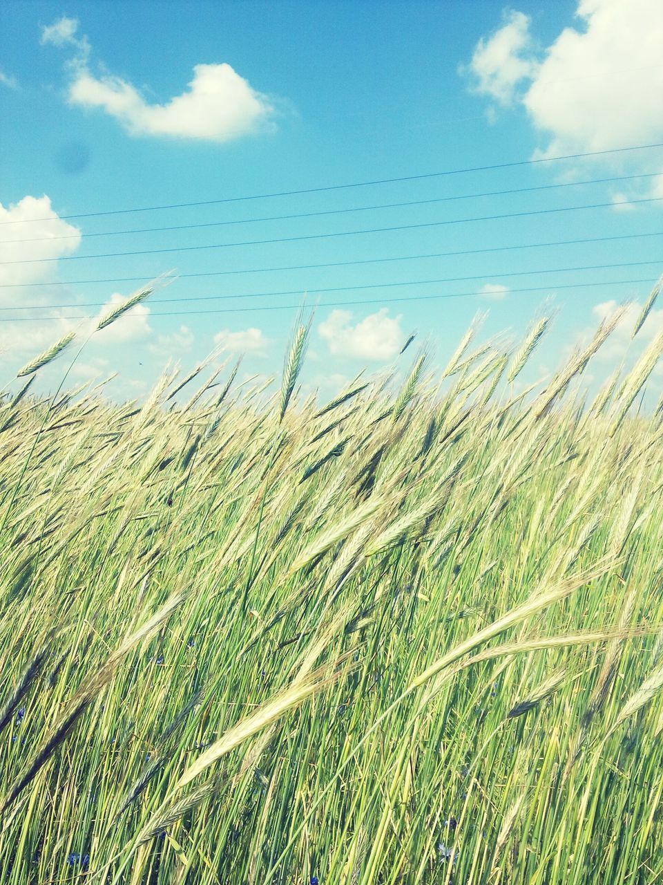 sky, growth, grass, agriculture, field, rural scene, crop, nature, tranquility, green color, farm, beauty in nature, tranquil scene, plant, cloud - sky, scenics, landscape, cereal plant, cloud, day