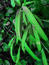 High angle view of raindrops on plant during rainy season